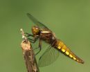 Female_Broad-bodied_Chaser